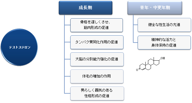 ■成長期-骨格を逞しくさせ、筋肉形成の促進 /男らしく覇気のある性格形成の促進 /大脳の分別能力強化の促進 /タンパク質同化作用の促進 /体毛の増加の作用■青年・中更年期 /健全な性生活の亢進 /精神的な活力と身体保持の促進 