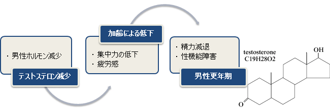 男性ホルモンテストステロンの減少